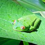 Lees meer over het artikel Costa Rica – Pura Vida : 2023