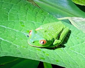 Lees meer over het artikel Costa Rica – Pura Vida : 2023